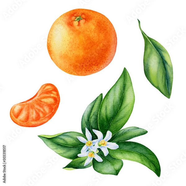 Fototapeta watercolor painting of tangerine fruit on white background