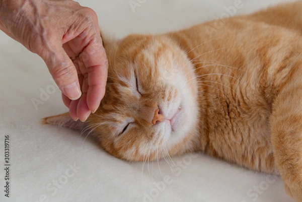 Obraz 猫を撫でるシニアの手