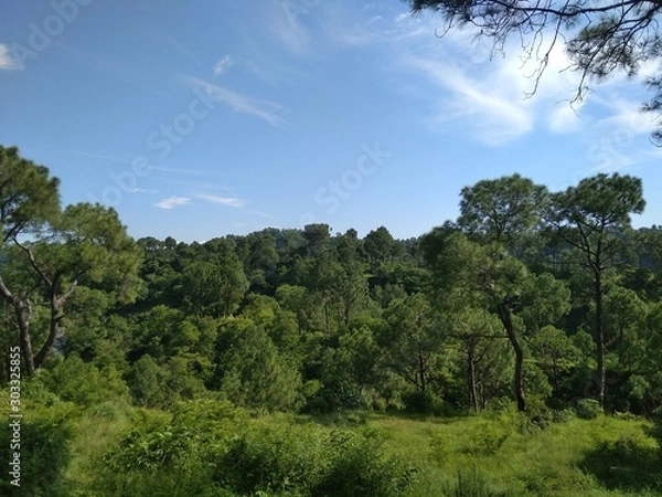 Obraz trees and blue sky