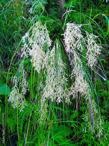 Obraz grass in the garden