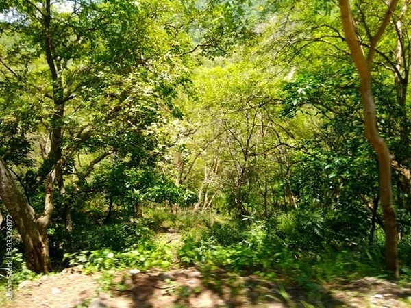 Obraz trees in the forest