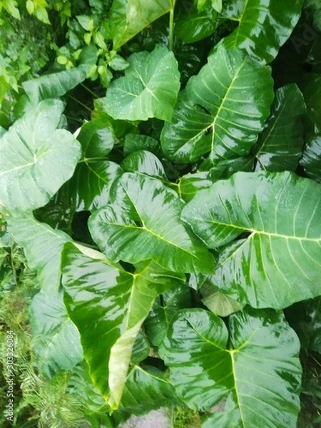 Obraz cabbage in the garden