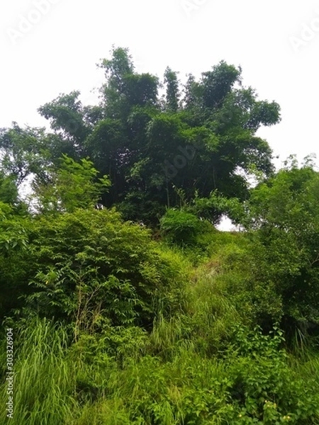 Obraz trees and blue sky