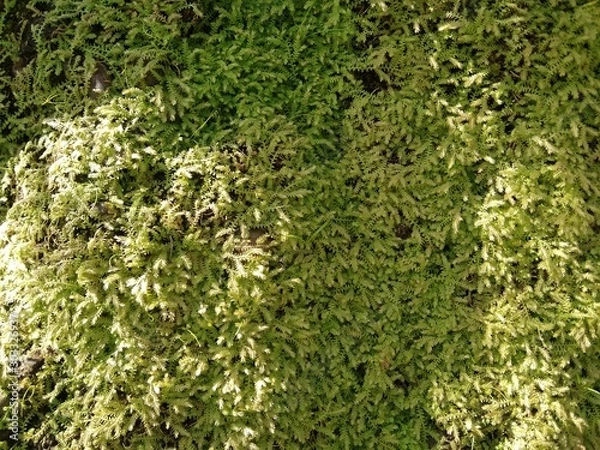 Obraz background of grass