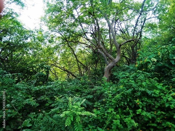 Obraz tree in forest