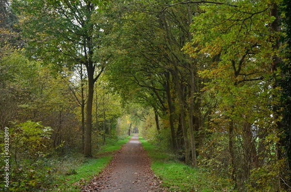 Obraz Waldweg