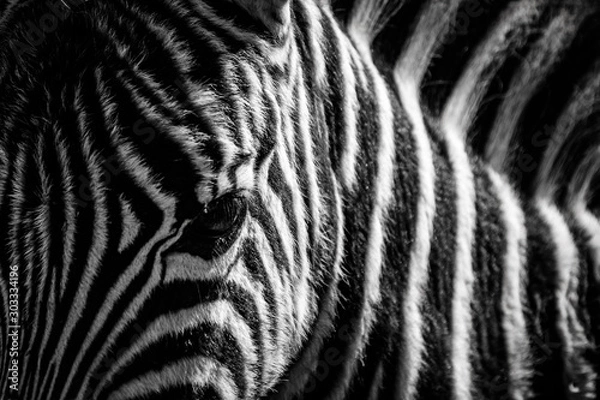 Obraz Close-up zebra