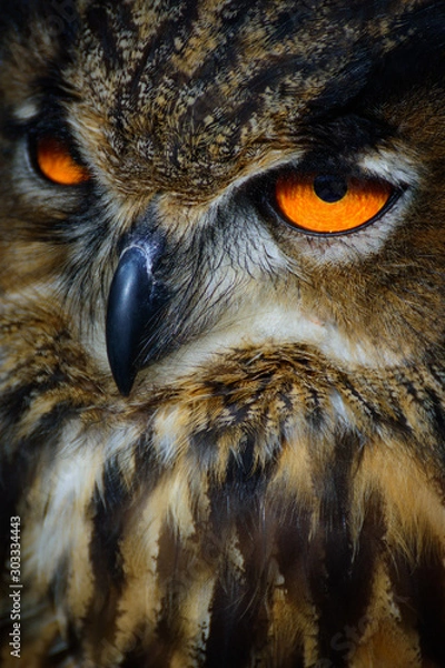 Obraz owl close-up