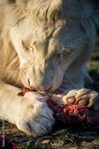 Obraz white lion feeding