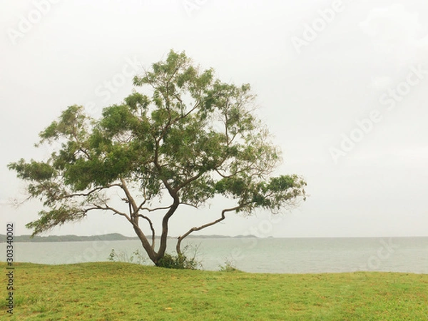 Fototapeta Lonely tree