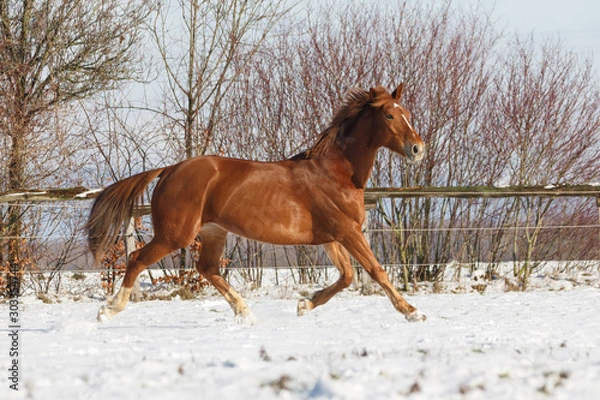 Fototapeta Pferd im Schnee