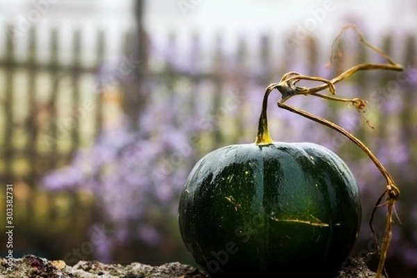 Fototapeta Autumn backgrounds of melon leaves