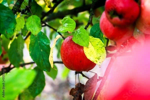 Fototapeta Ripe red apples on table close up in dew
