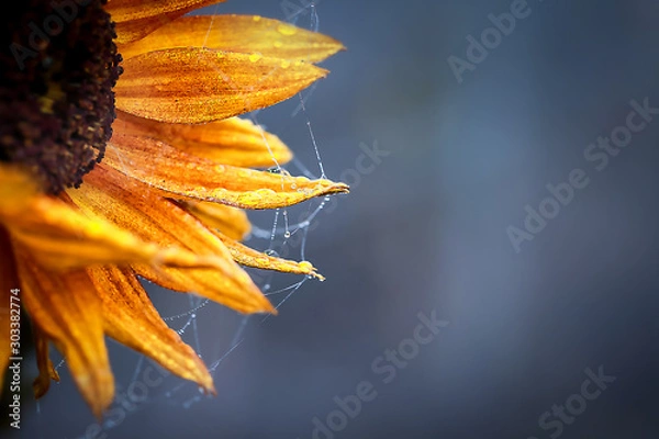 Fototapeta autumn sunflower in fog with frost