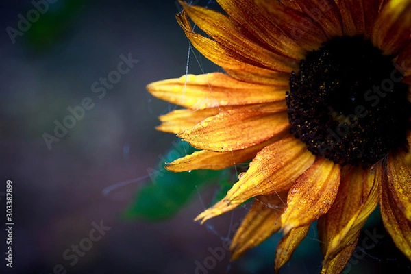 Fototapeta autumn sunflower in fog with frost