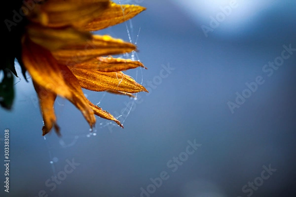 Fototapeta autumn sunflower in fog with frost
