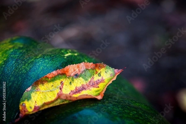 Fototapeta Autumn backgrounds of melon leaves