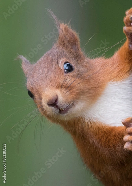Fototapeta Ecureuil roux (Sciurus vulgaris), Portrait de face