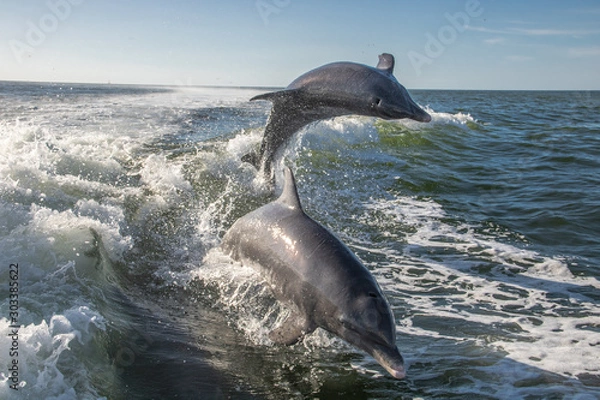 Obraz Delfine in Florida