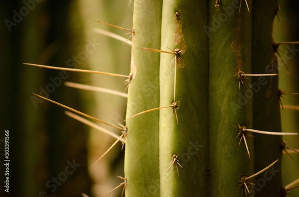 Obraz View of a cactus with thorns, Barcelona - Spain