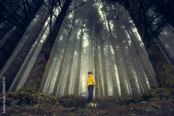 Obraz Cieszyć się lasem