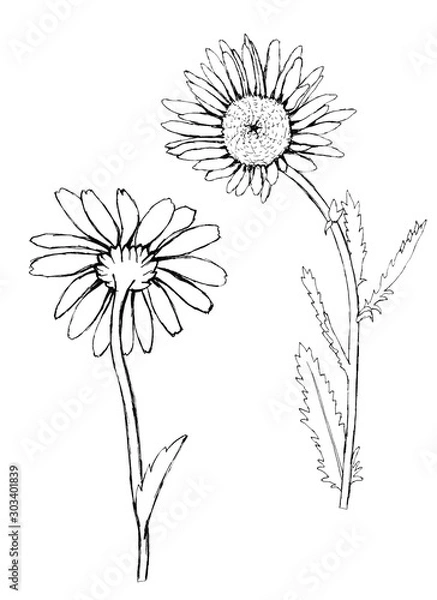 Fototapeta Chamomile flowers with a stem, black and white freehand drawing, silhouette