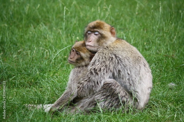 Obraz Two monkeys hugging