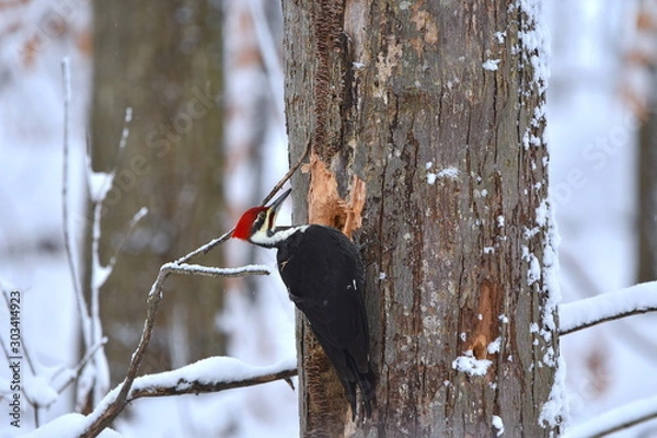 Obraz Pileated Woodpecker Eating from a Tree