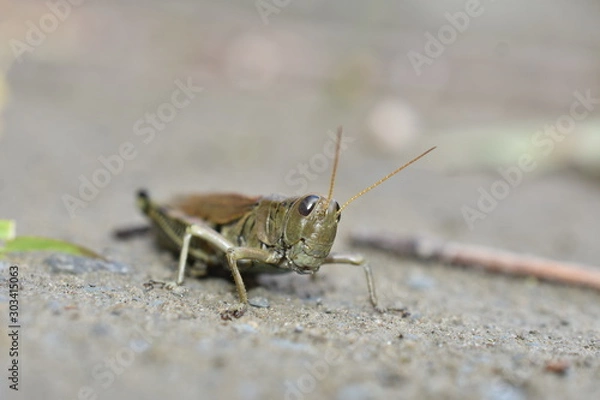 Obraz Grasshopper on Riverbank 2