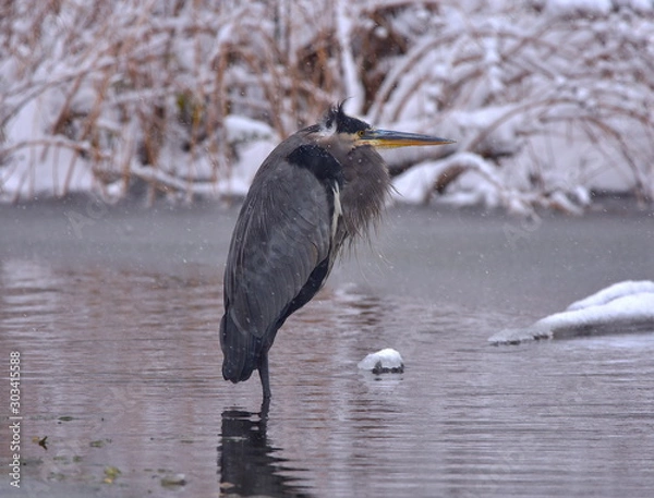 Obraz Great Blue Heron in Cold Pond