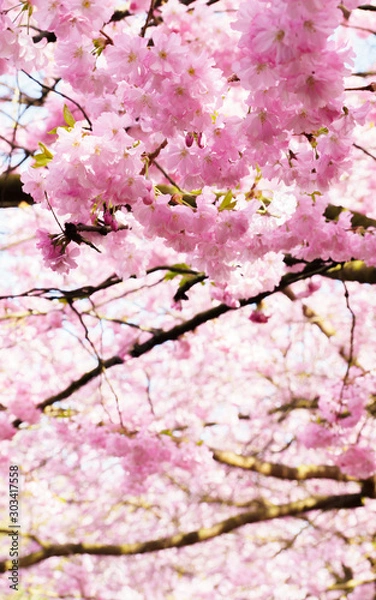 Fototapeta Cherry Flower, Sakura
