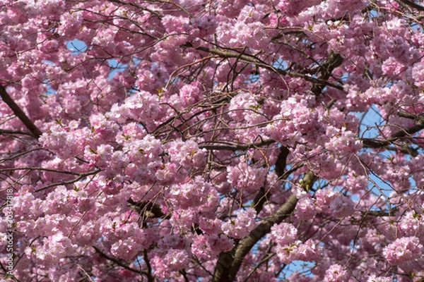 Fototapeta Cherry Flower, Sakura