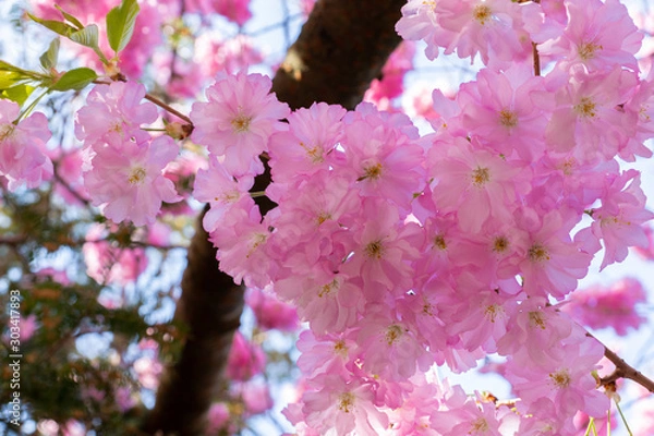 Fototapeta Cherry Flower, Sakura