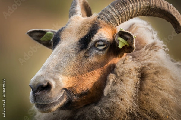 Fototapeta Portrait of smiling Drents moor sheep with ear tags and horns
