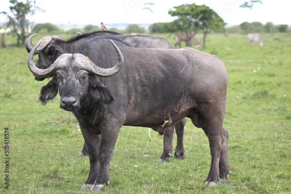 Obraz buffalo in field