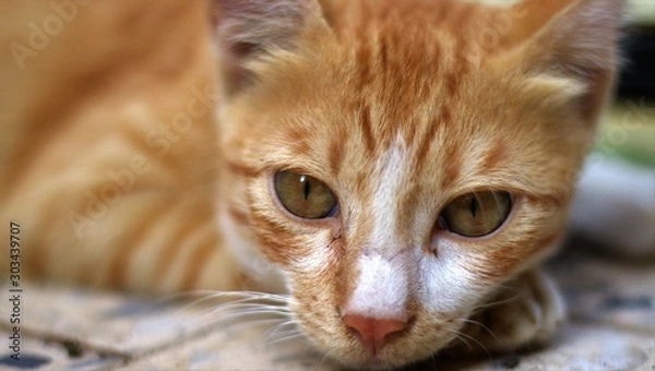 Obraz red cat