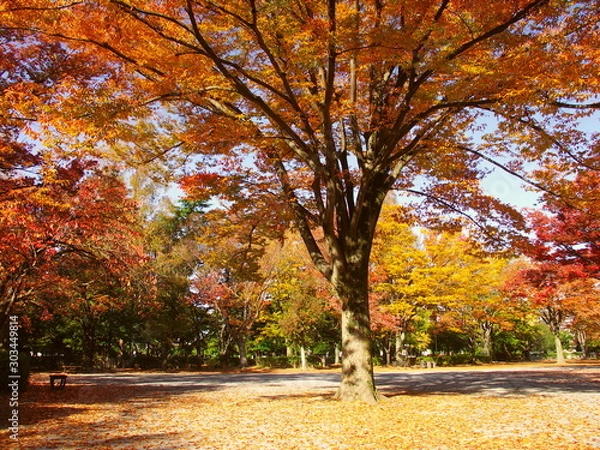 Fototapeta 黄葉の欅のある朝の公園風景