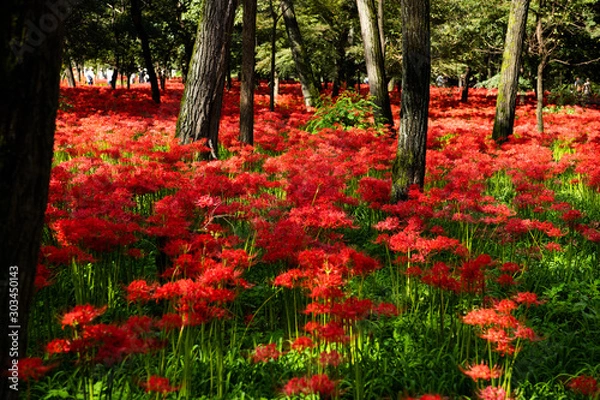 Fototapeta 曼珠沙華