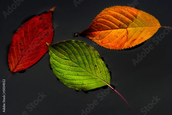 Fototapeta tricolore