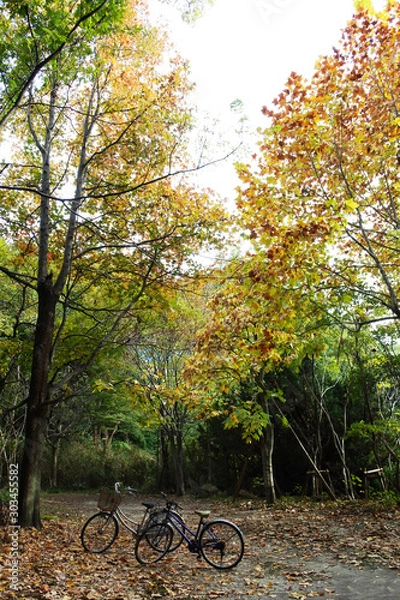Fototapeta 楓のある秋の野山27