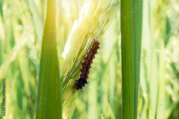 Obraz Worm eating rice leaf in field.