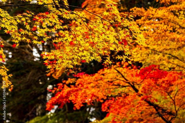 Fototapeta 秋田県角館　武家屋敷の紅葉　秋　風景