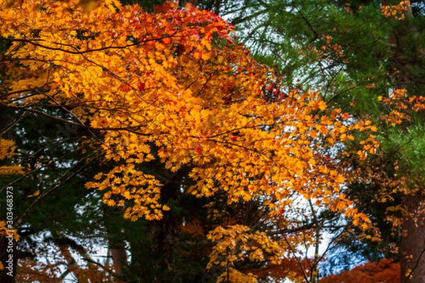 Fototapeta 秋田県角館　武家屋敷の紅葉　秋　風景