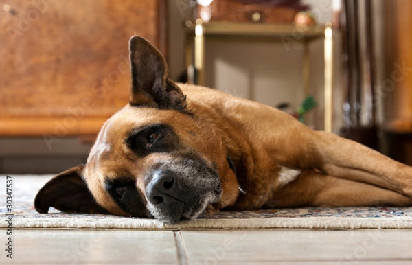 Obraz Liegender alter Hund