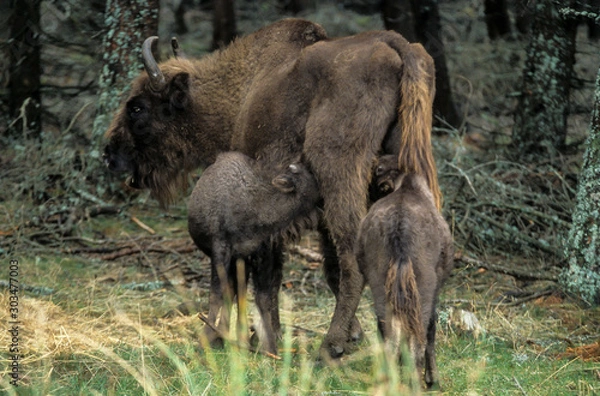Fototapeta Bison d'Europe, Bison bonasus