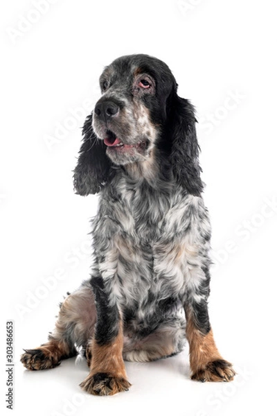 Obraz old english cocker