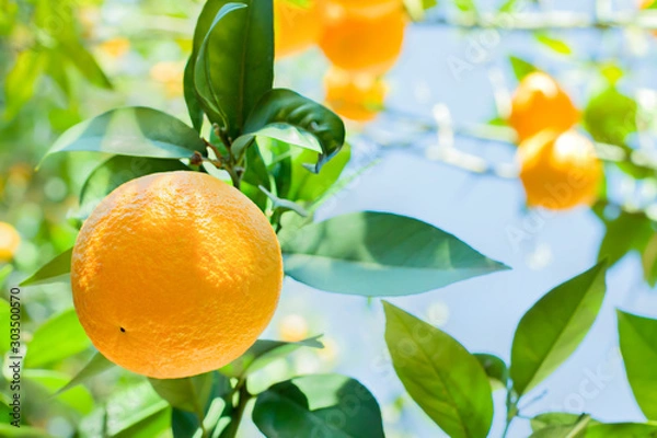Obraz Orange tree in orange garden