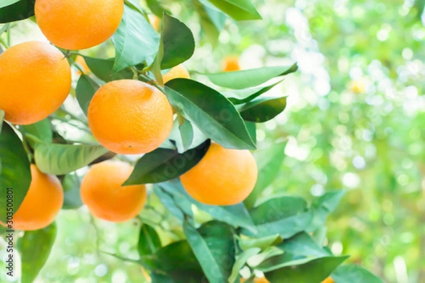 Obraz Orange tree in orange garden