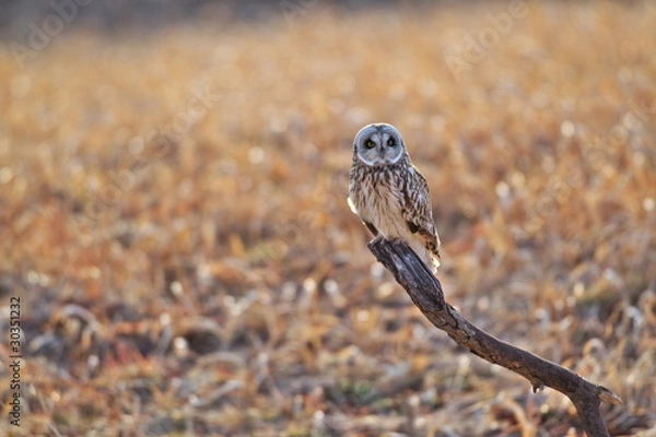 Obraz コミミズク