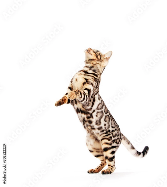 Fototapeta Bengal cat standing as if asking or begging, isolated on white